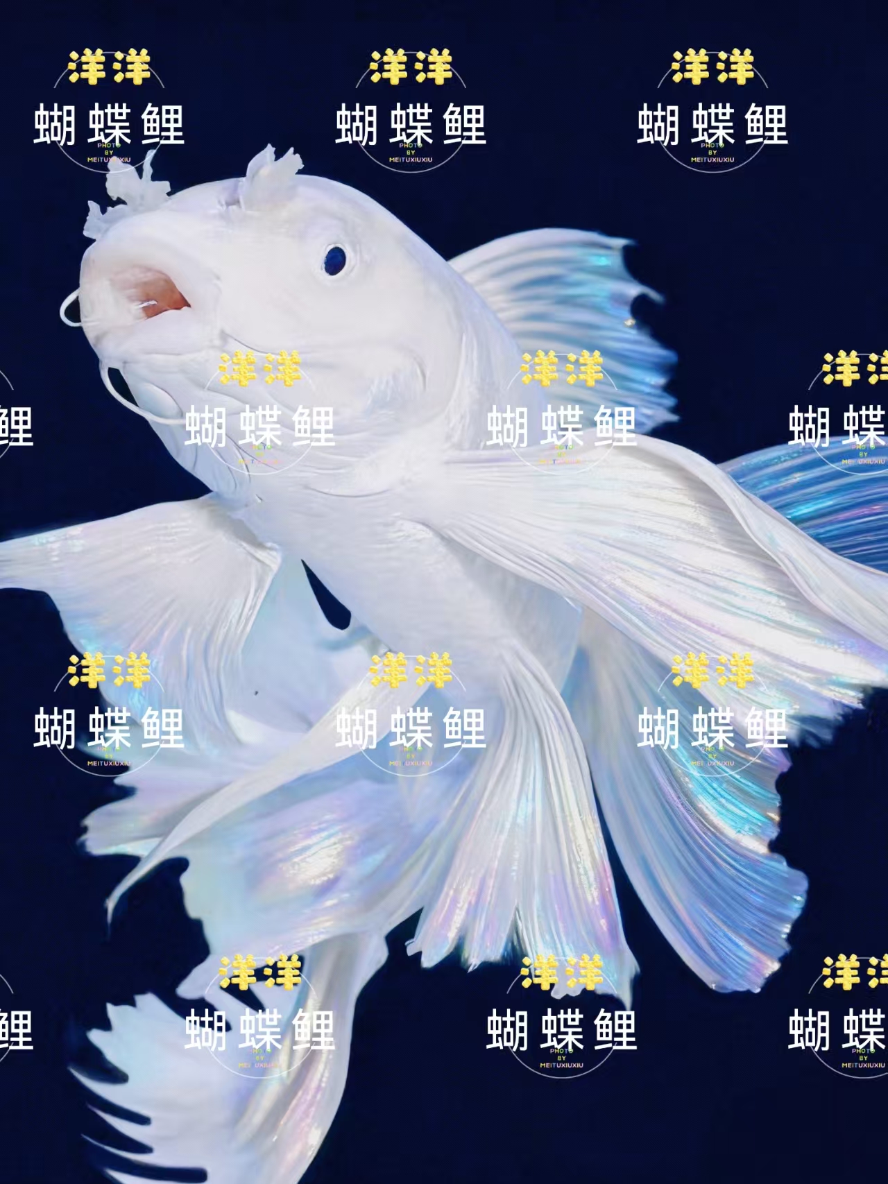 【洋洋蝴蝶鲤】11-14公分蝴蝶鲤赛级精品狮子头石膏白渔场直发顺丰