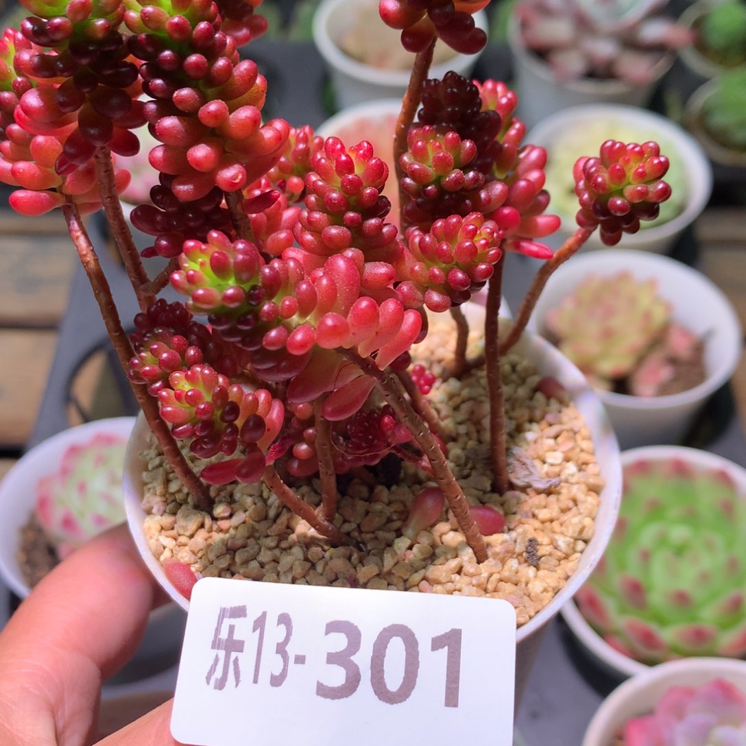 乐然13-301 红色浆果 