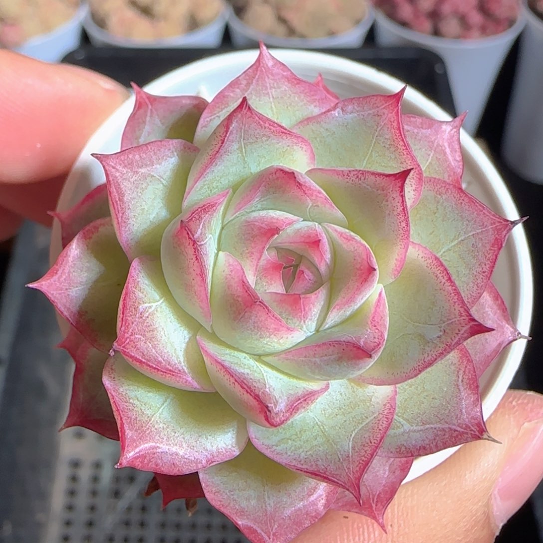 多肉1225-95女王玫瑰