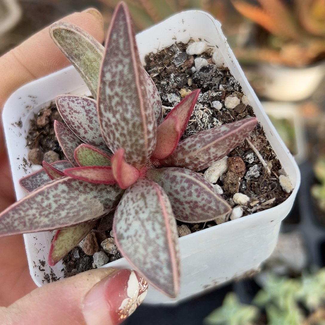 多肉植物红太平水泡