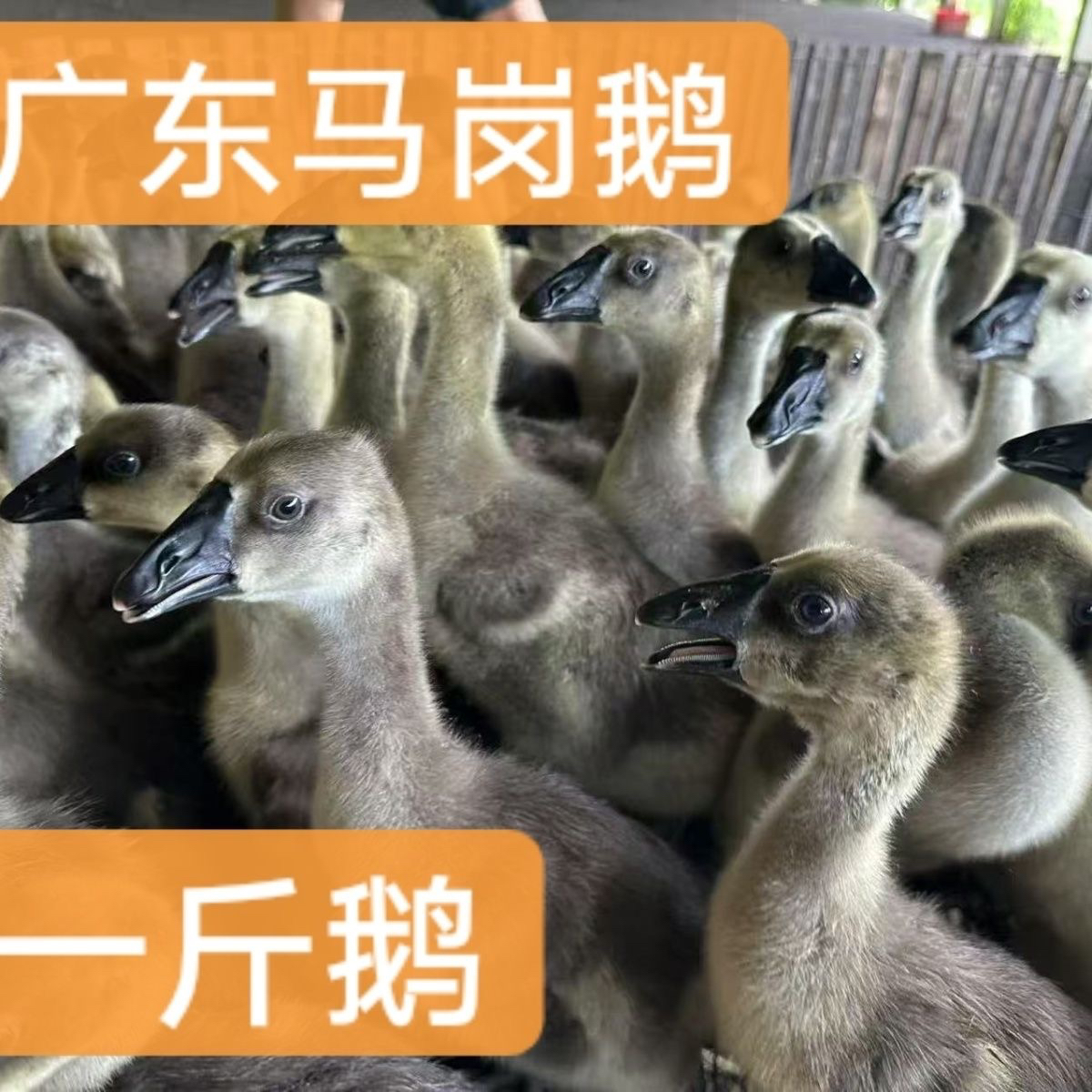 宠物鹅1斤鹅好养可爱无需保温