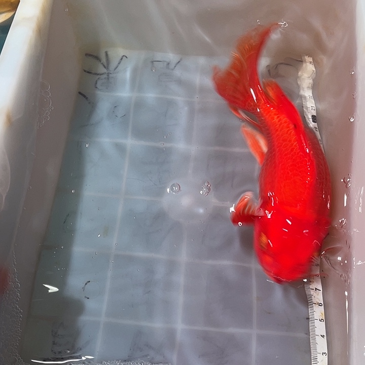 蝴蝶鲤鱼渔场直发04