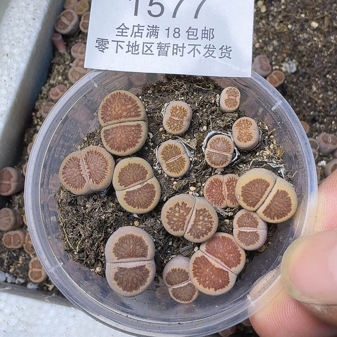 1577 哈哈哈哈哈哈哈