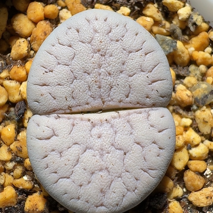 生石花1111111。   280