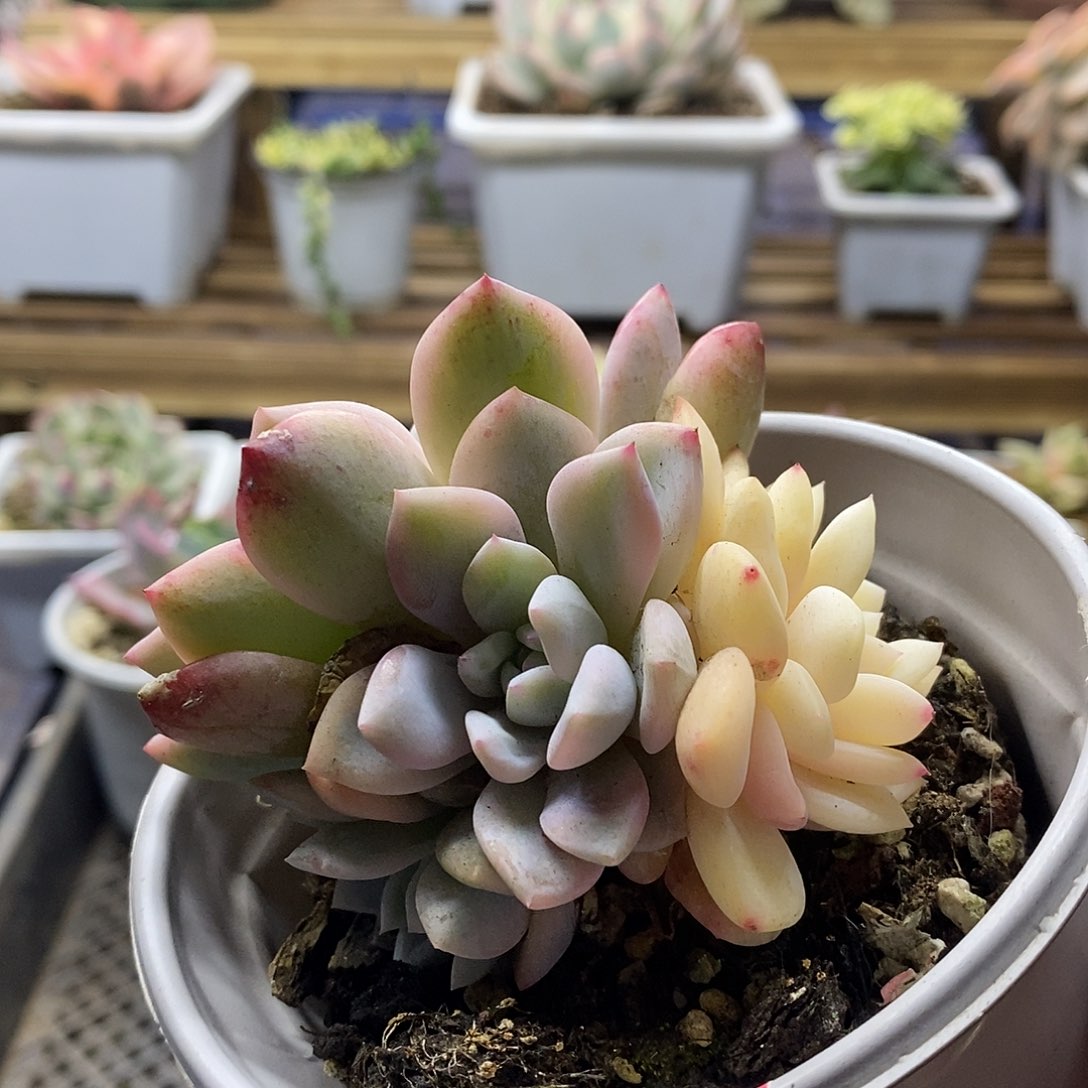 19203 橙子锦群多肉