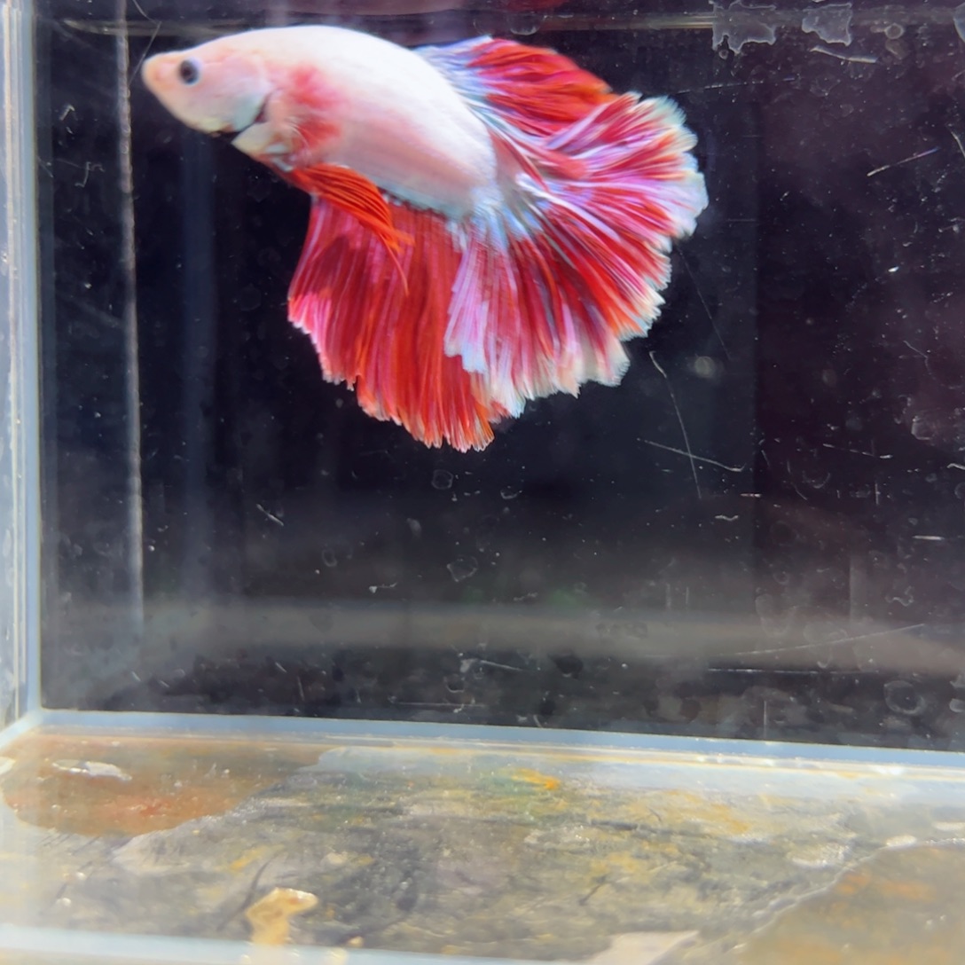 斗鱼浅色特殊尾hhhh