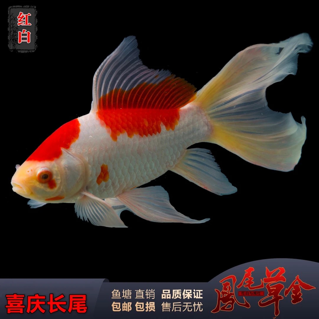 【超大号】9条樱花凤尾红白草金鱼  冷水观赏鱼 锦鲫类 好养 可混养