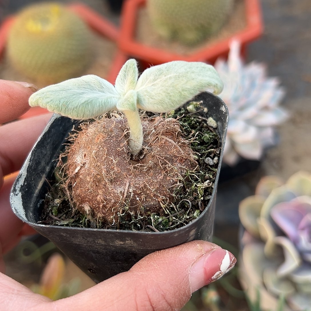 多肉植物断崖女王