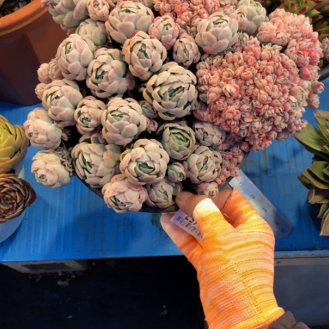 用****81657贝瑞缀化