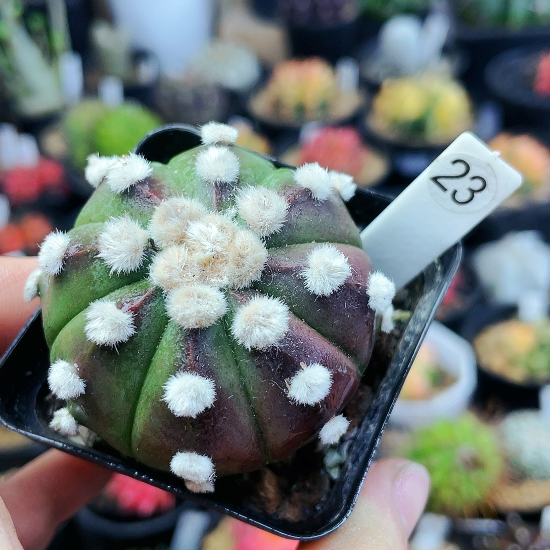 非偏远地区25包邮仙人球