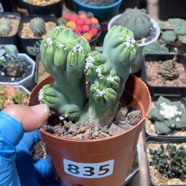 835紫云罗汉山影