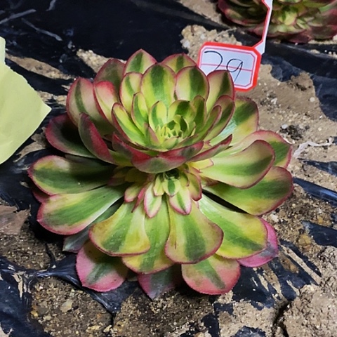 荔枝捧花法师29链接