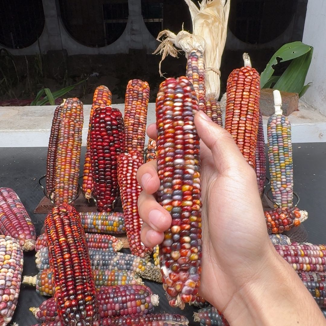 林***柳柏香籽/百香籽吊坠