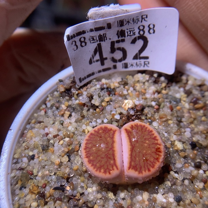 Sss精品生石花452