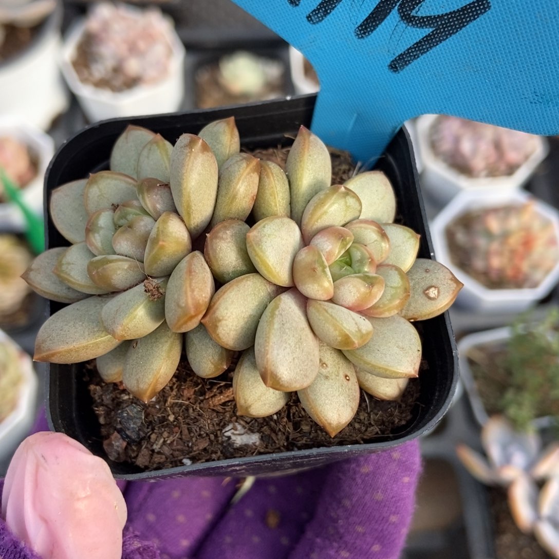 119葡萄多肉植物