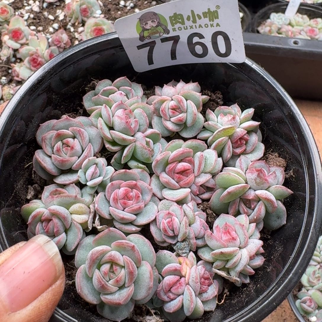 多肉植物多肉植物