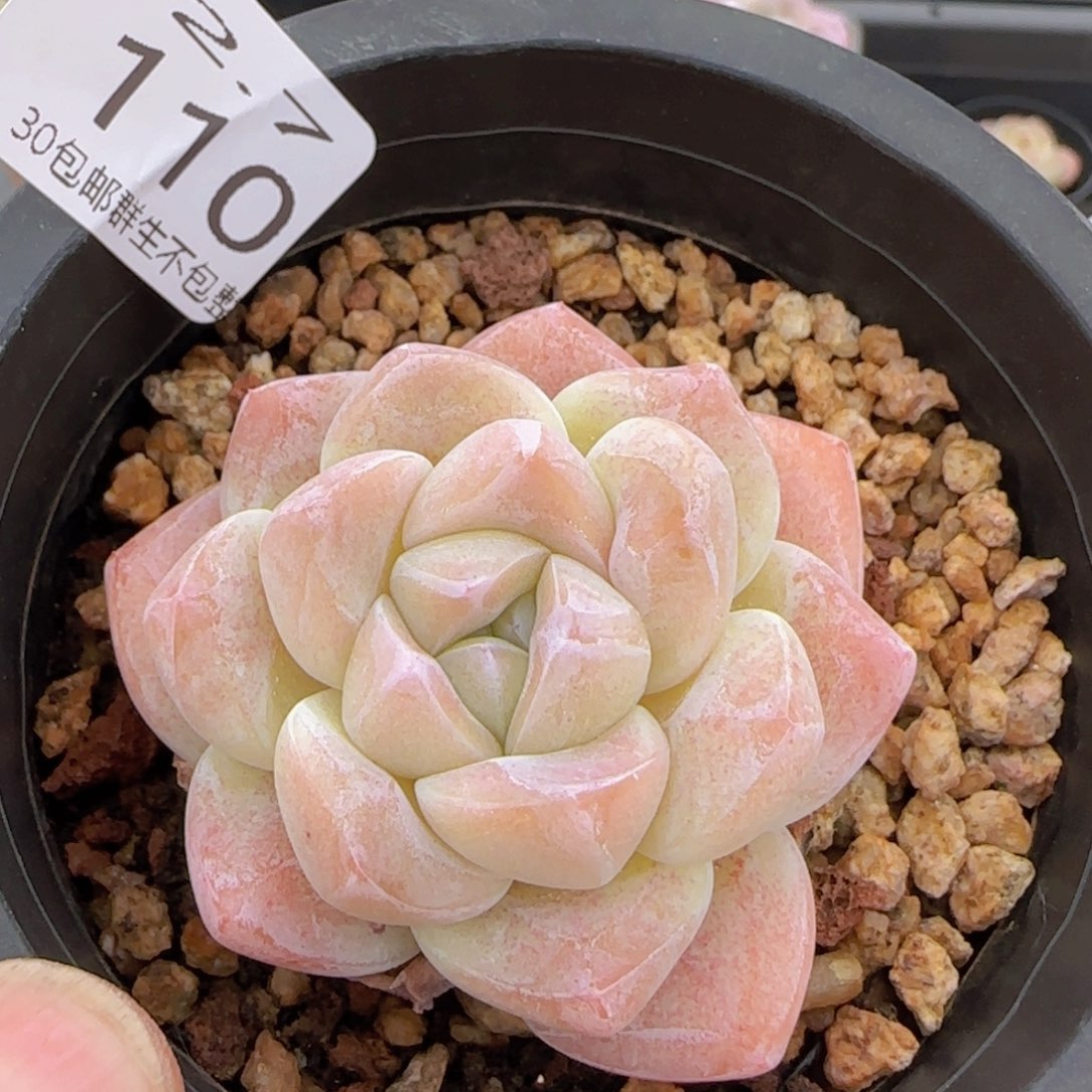 白体冰玉六公分左右