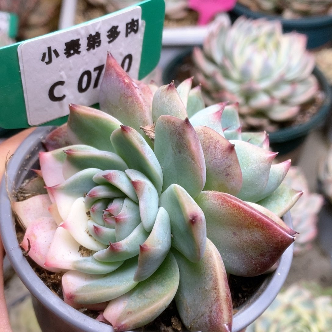 710锦锦锦锦锦锦锦