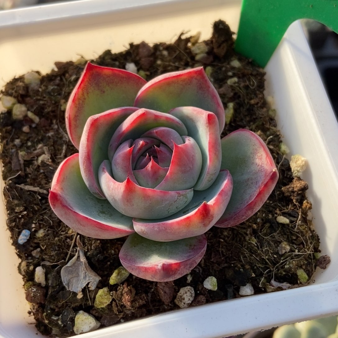 876惊鸿仙子多肉植物