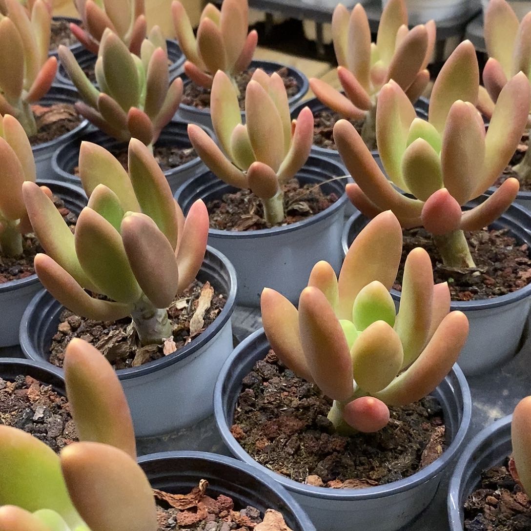 01。金蟾。福利多多