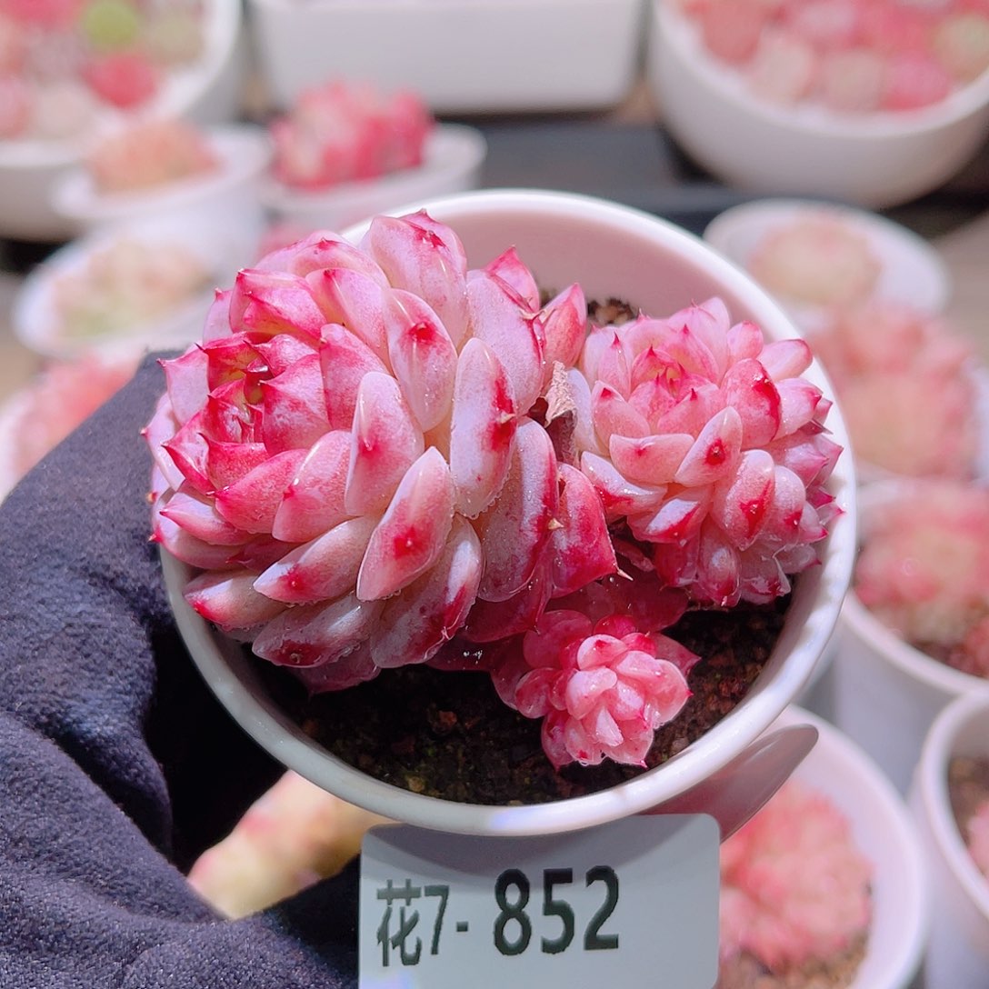 花利美7-852天鹅绒