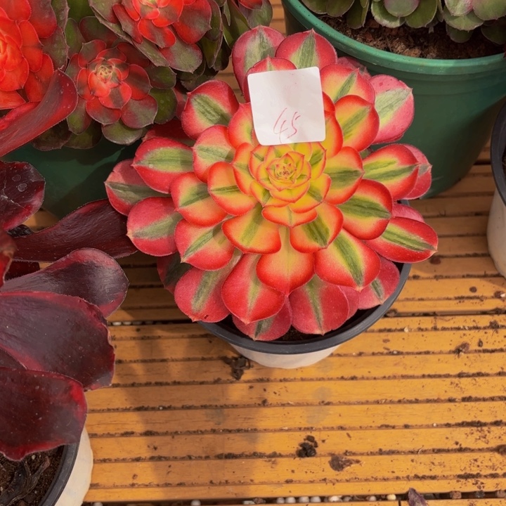 云南荔枝好看45号