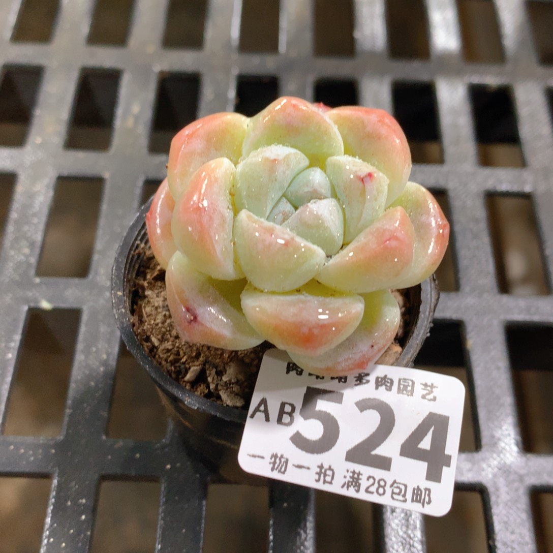 肉萌萌拇指盆精控多肉AB524