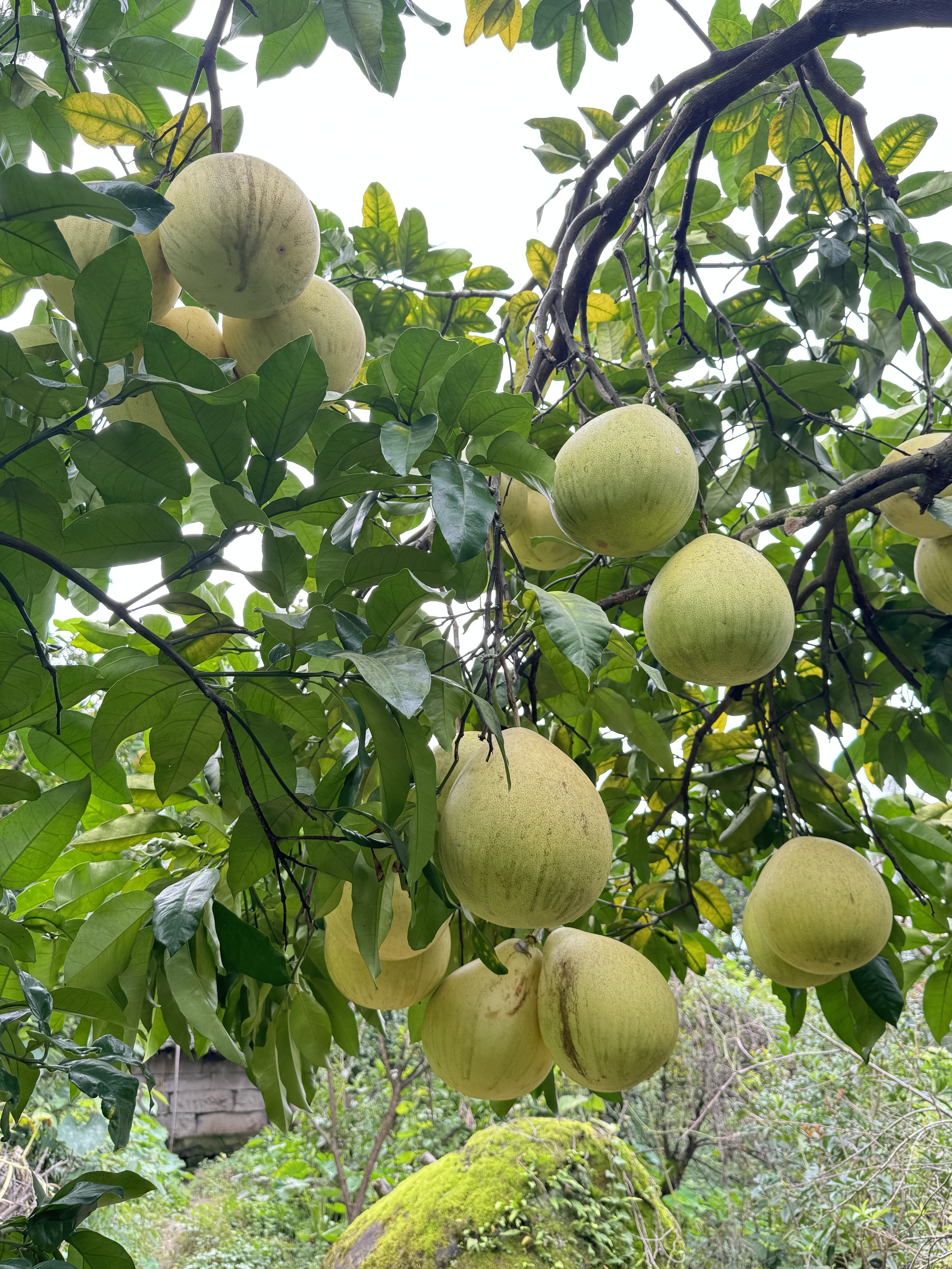 《红/白心蜜柚》重庆梁平农户高山露天种植蜜柚现摘现发应季水果