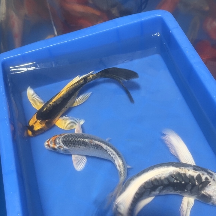 。***散海水鱼渔场直发6号链接