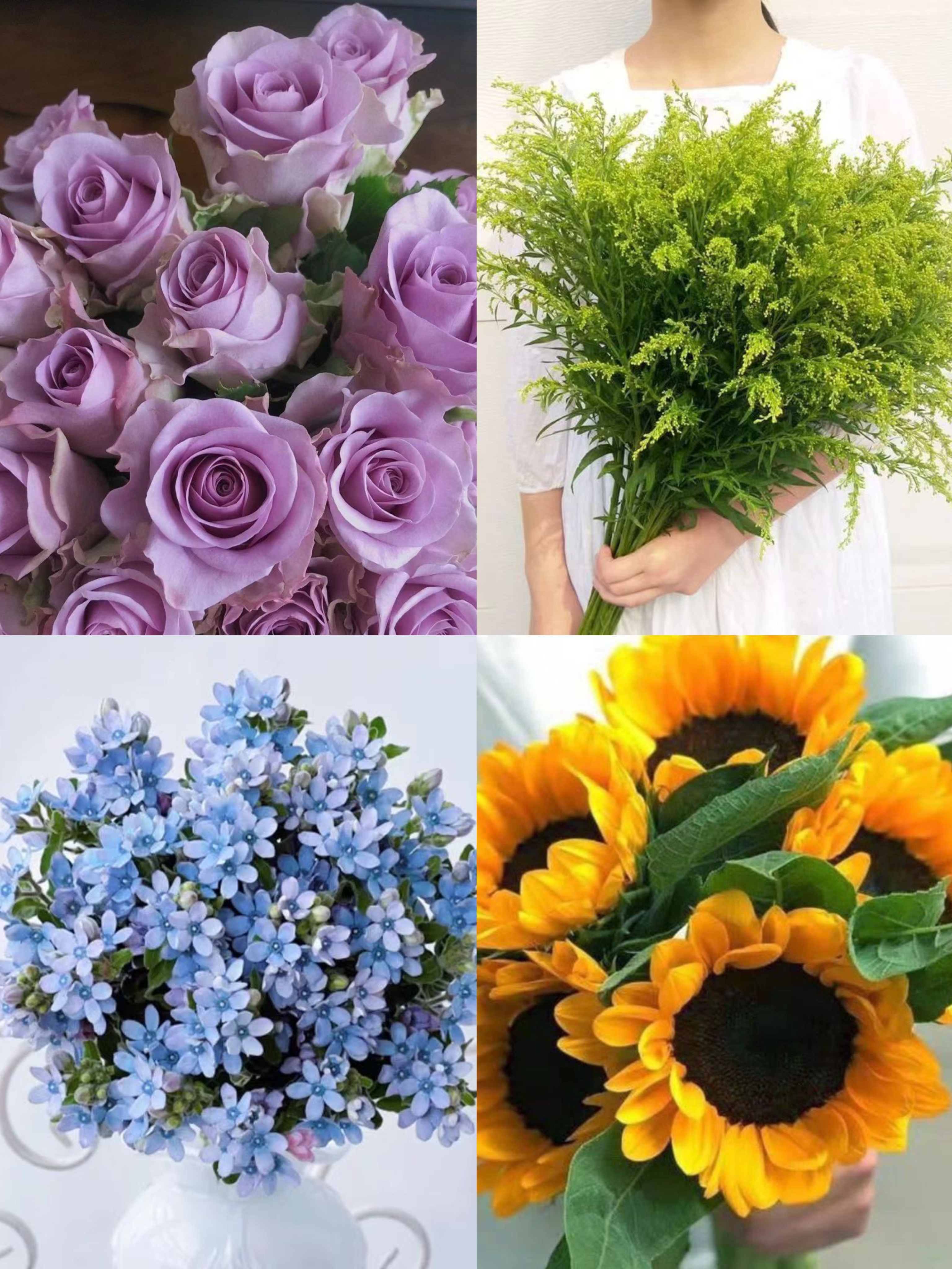 【紫色玫瑰10枝+蓝星花1扎+向日葵2枝+黄莺草】家居水养 云南基地