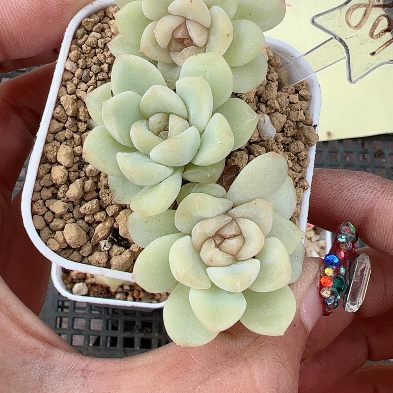 【闪购商品】801号哈哈哈哈哈