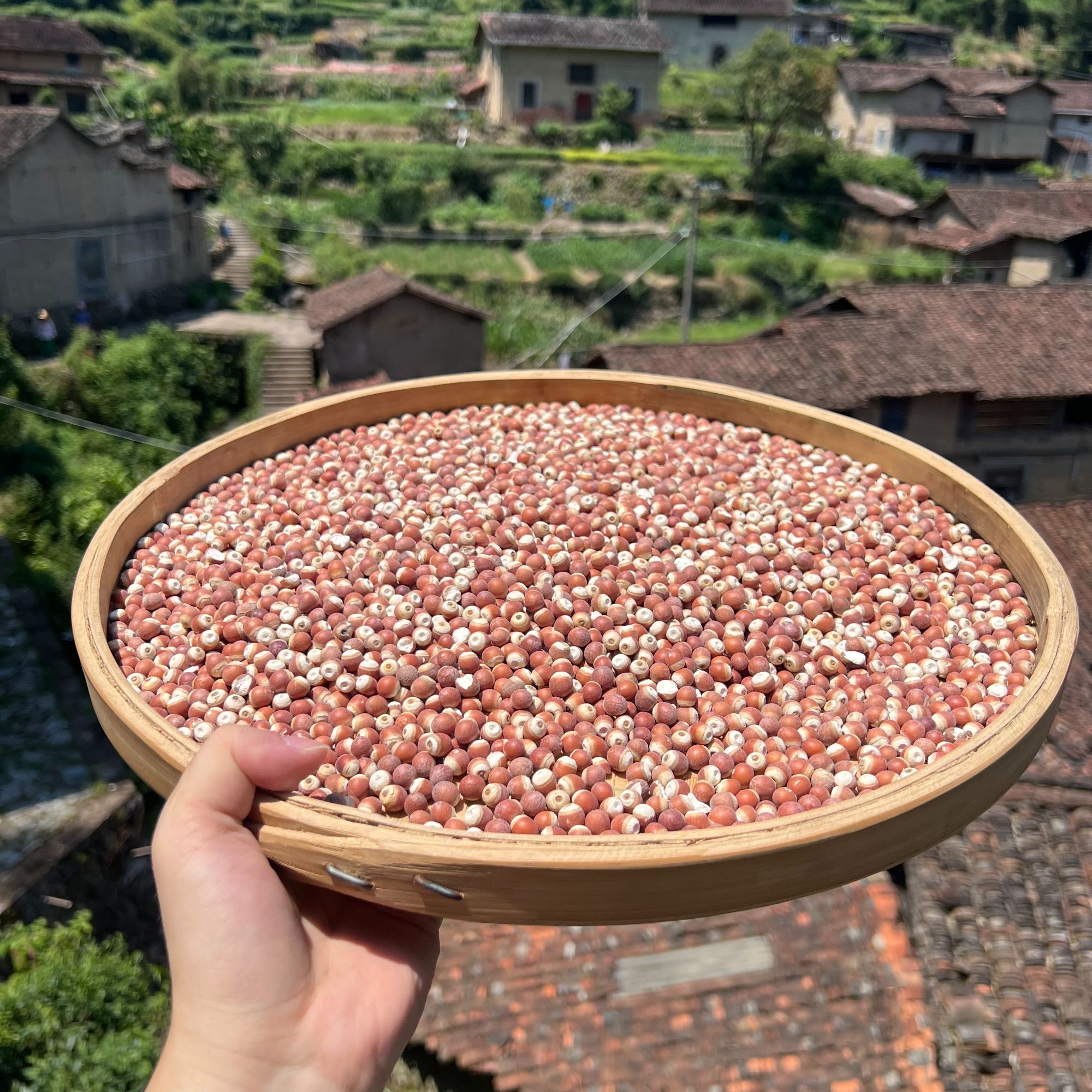 高山 农家 日晒芡实