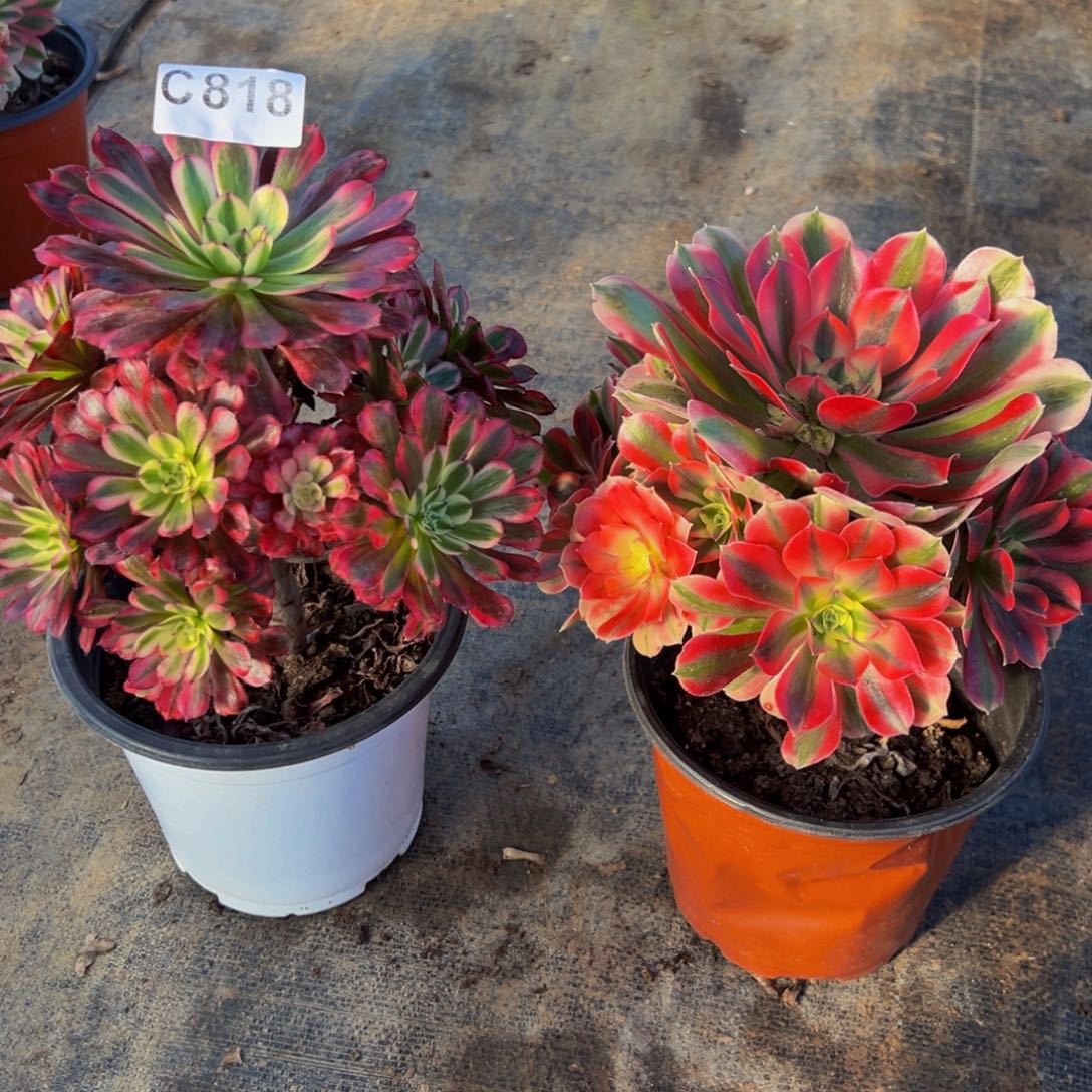 8***发无花朵超白女巫818