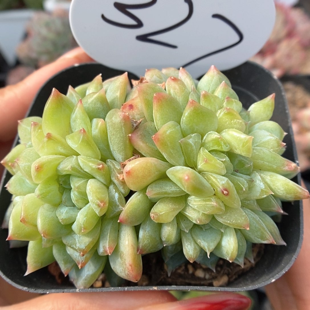 冰魄缀化可拍327号。   