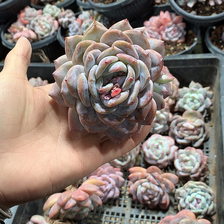 希宝贝多肉哈哈哈哈