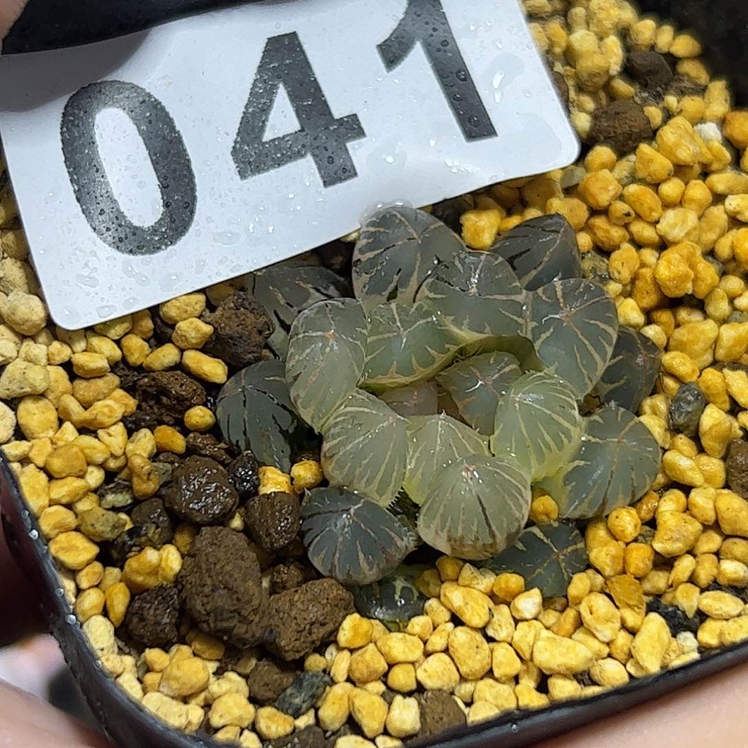 糊斑霓虹灯锦十二卷多肉植物