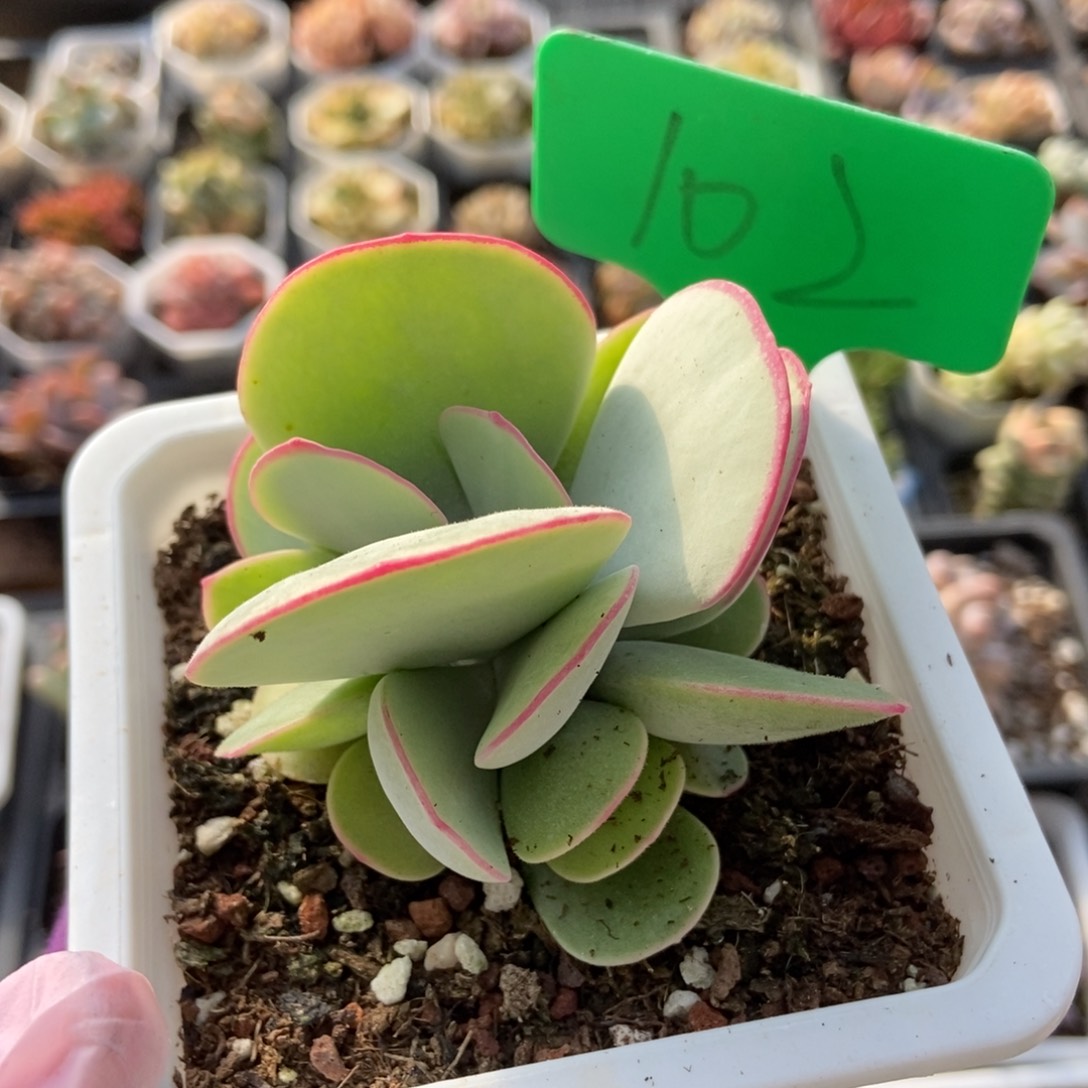 102白眉多肉植物保护