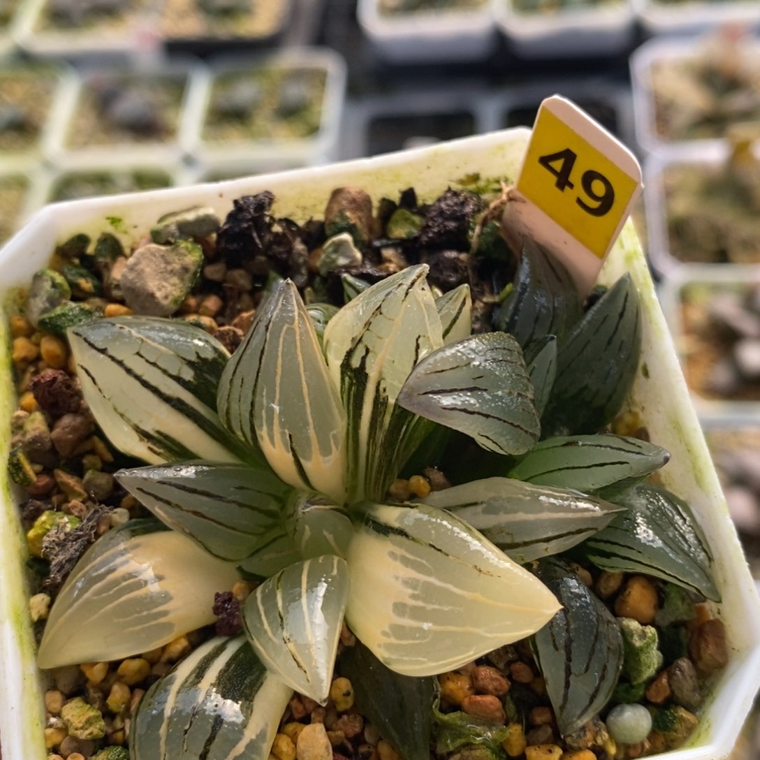 49西瓜十二卷多肉植物