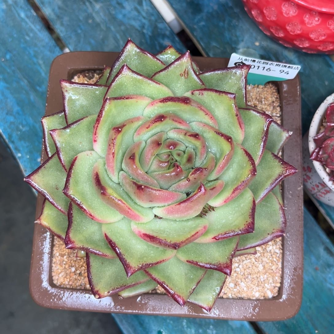 多肉一物一拍0116-94