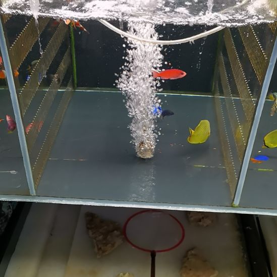 3+蓝吊两条海水鱼