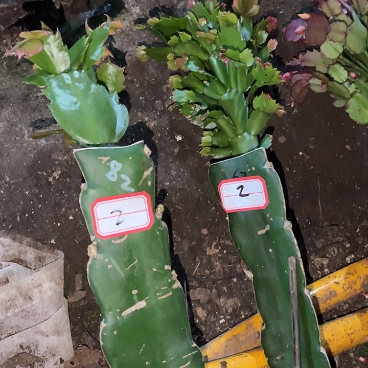 w***e，2号带盆063.082，