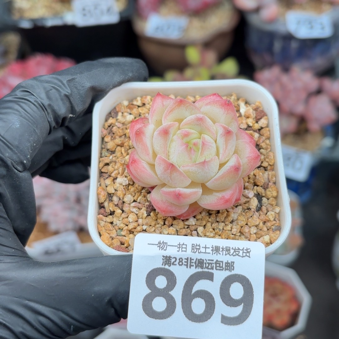 美梦单头无盆土发货