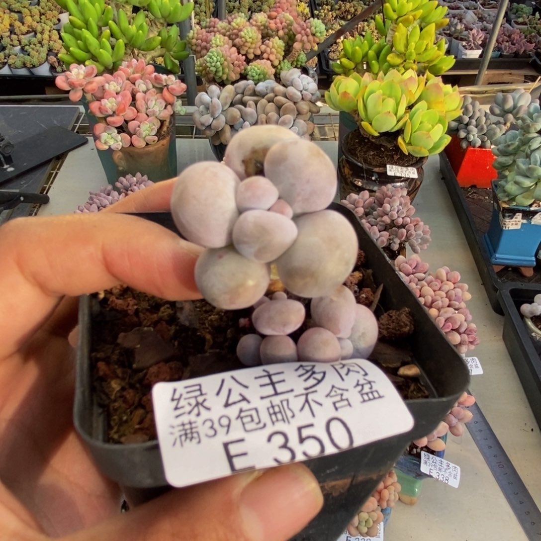 350橙奶多肉肉2c m