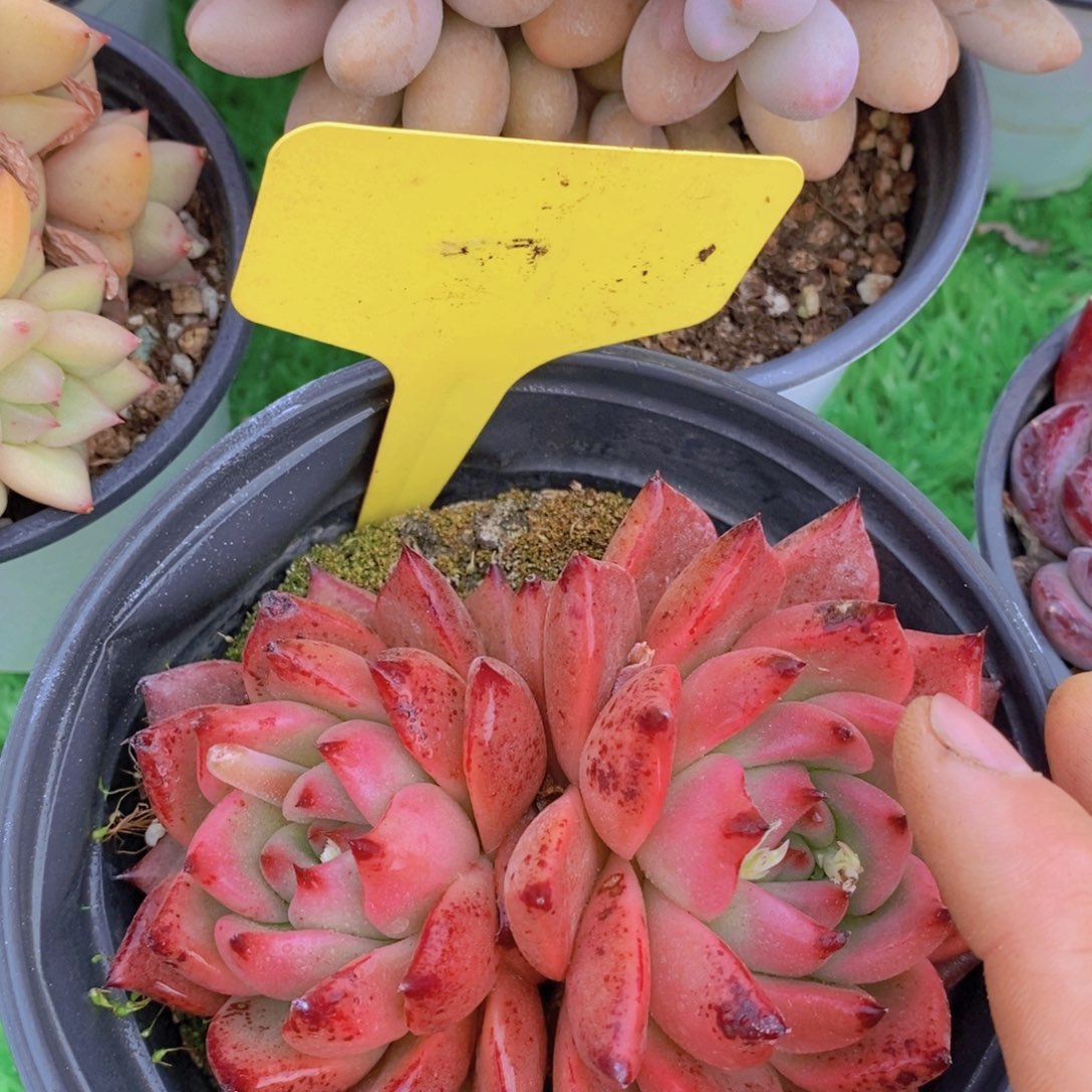 女神活动，多肉植物，一单包邮