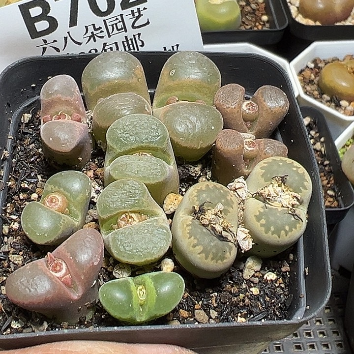 康***熈702号特价风铃多肉植物