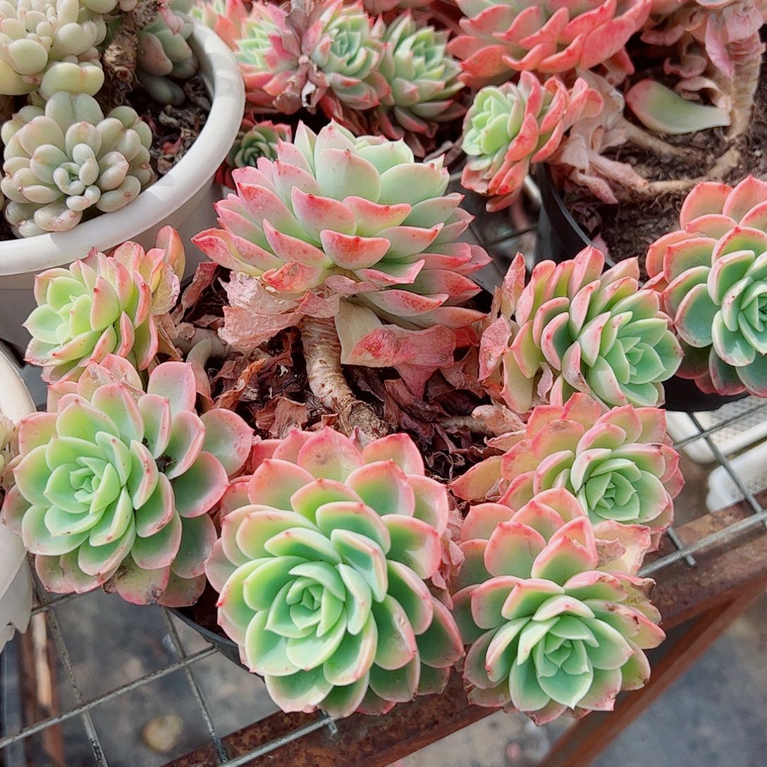 哈密瓜多头群生精品特价