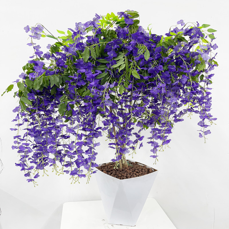 C紫藤花苗四季开花适合庭院阳台围墙种植的盆栽花卉