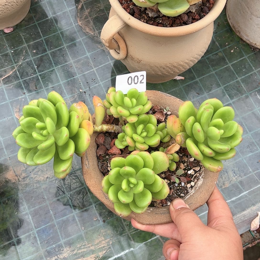 【闪购商品】玉凝。 002。 1111111