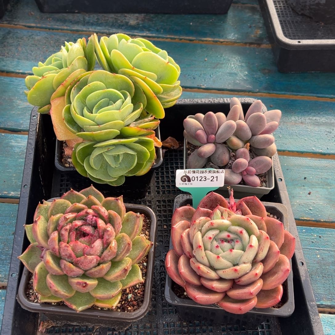 从前慢多肉精选编号0123.21