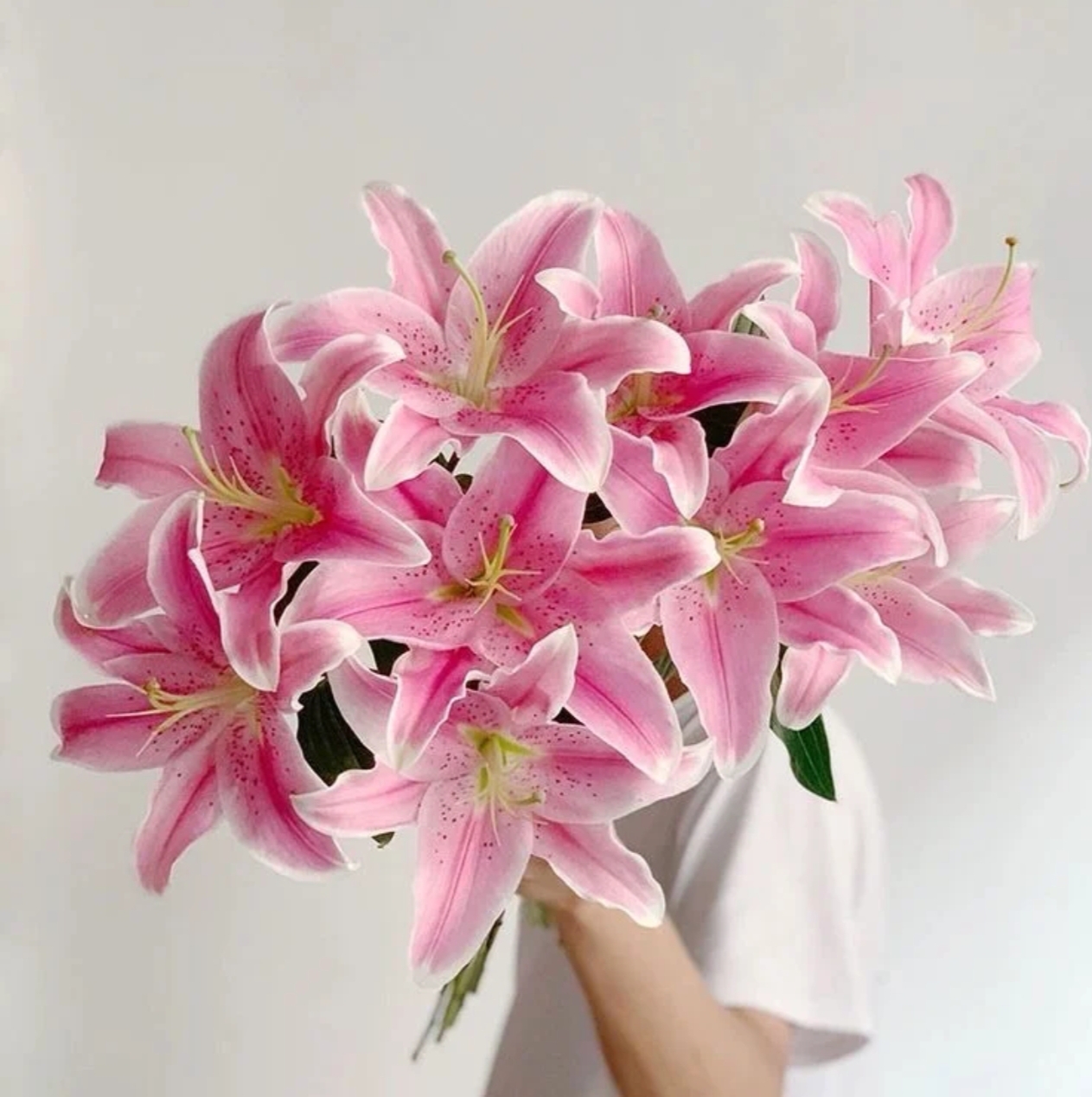【粉色香水百合】--云南基地鲜花--收到货第一时间先醒花